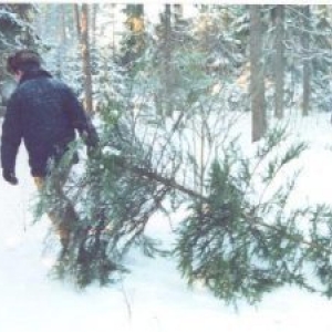 незаконная вырубка хвойных насаждений