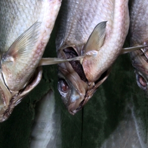 Тысяча двести килограммов рыбной продукции на сумму более 300 тыс. руб. было конфисковано